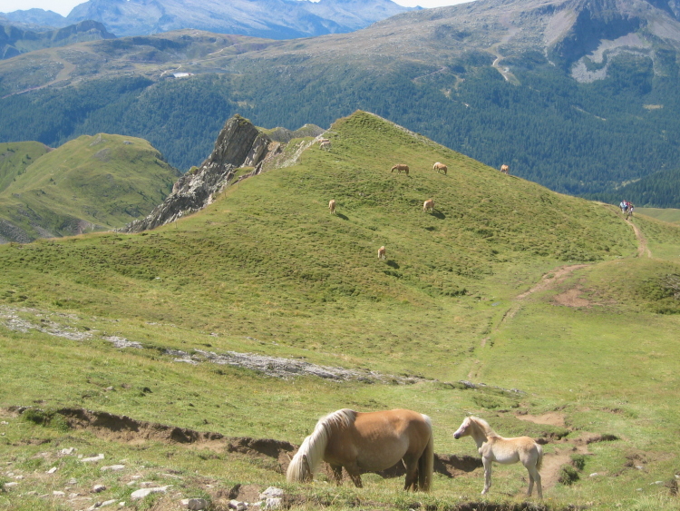 Nei prati lungo il sentiero pascolano molti cavalli. Già da qui possiamo godere di un bel panorama.