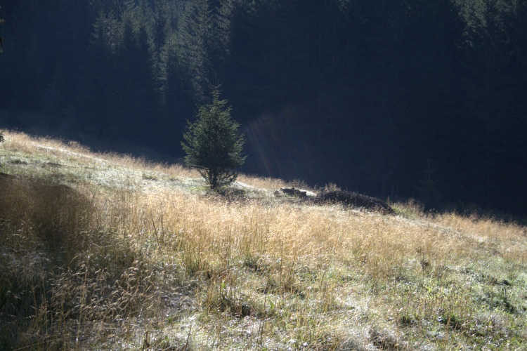 Un pendio con dietro il bosco. Raggi di luce vicino a un alberello.