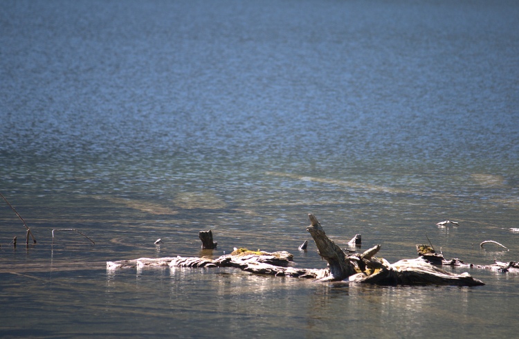 In alto lo splendore dell'acqua e sotto un tronco che sporge dal lago.