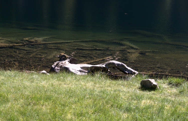 Davanti il prato verde. Dietro il lago con vecchi tronchi nell'acqua. Tutto ha una tonalità verde.