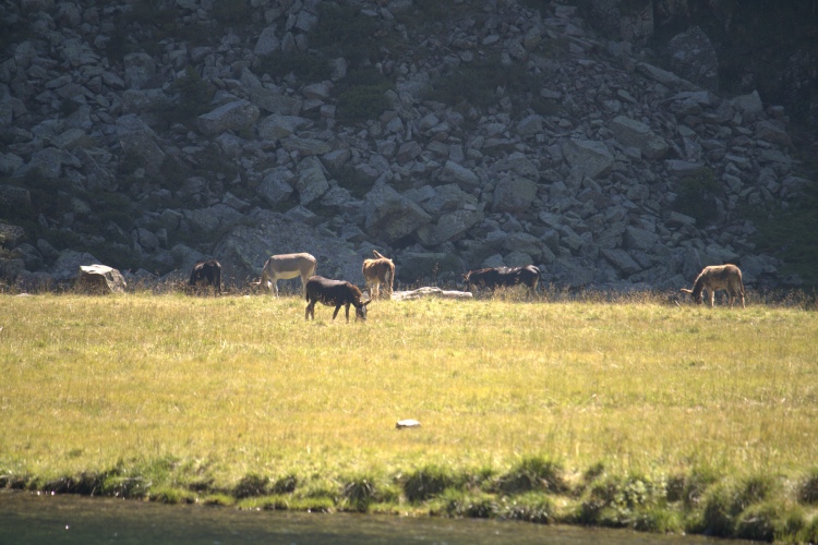 Dilà del lago, sull'altra riva, un gruppo di muli o asini che pascolano sull'erba dorata. Dietro grosse pietre.