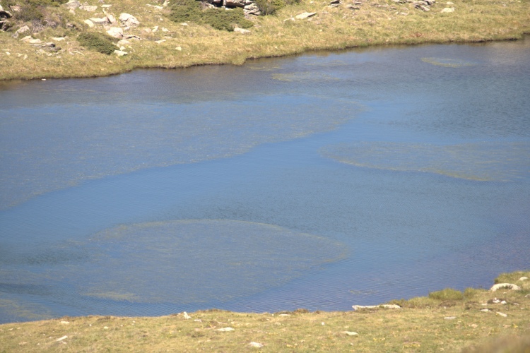 Nell'acqua alcune chiazze d'erba.