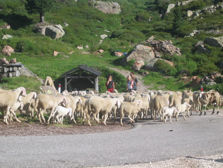 Sulla strada asfaltata del Passo Manghen sta passando un gregge di pecore.