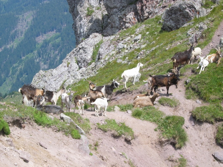 Sul sentiero incotriamo un gregge di capre.