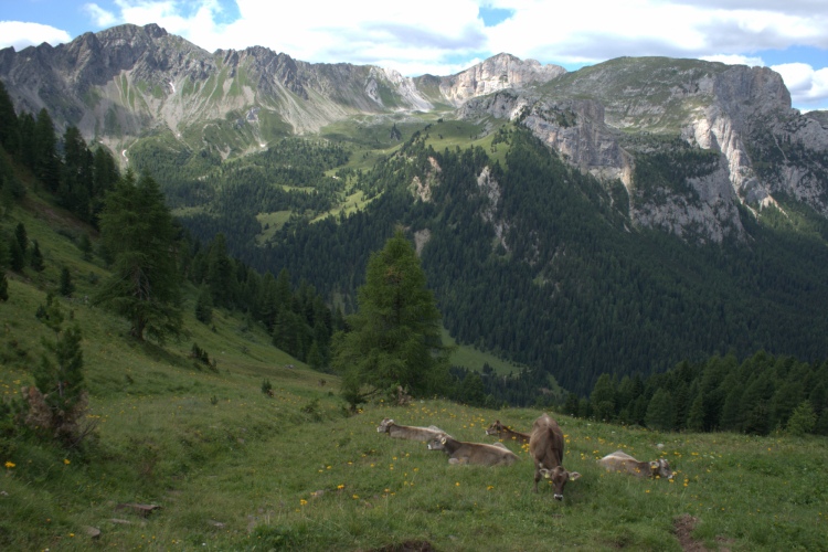 Guardando indietro vediamo prima un po' di prato con alcune mucche e poi la Val dei Monzoni con le sue cime.