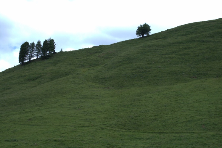 Un bellissimo costone di prato verde. Sulla cresta due gruppi di alberi, uno piccolo, uno più grande.