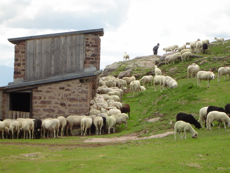 Le pecore intorno alla stalla. In alto, in piedi con le mani dietro la schiena, il contadino con cappello e grembiule blu.