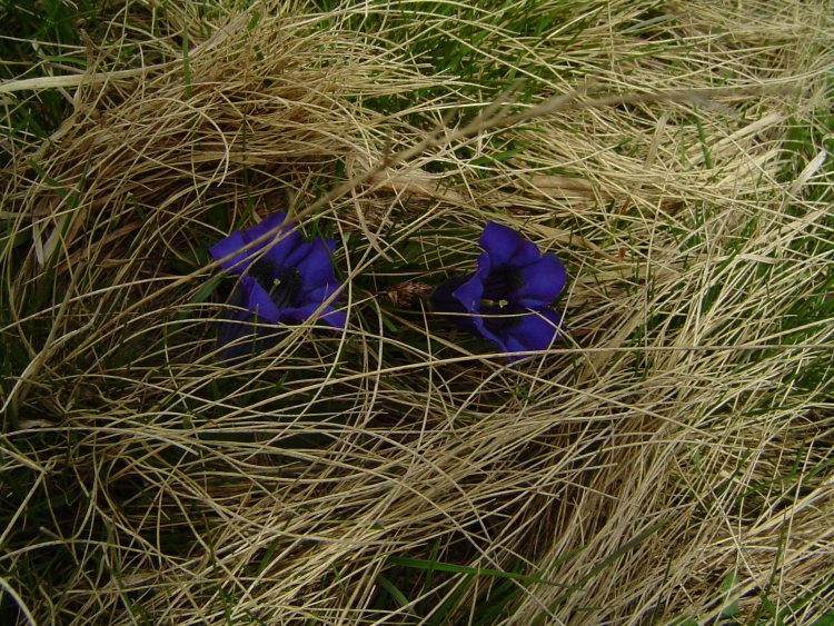 Genziane ultraviolette in un movimento di paglia.