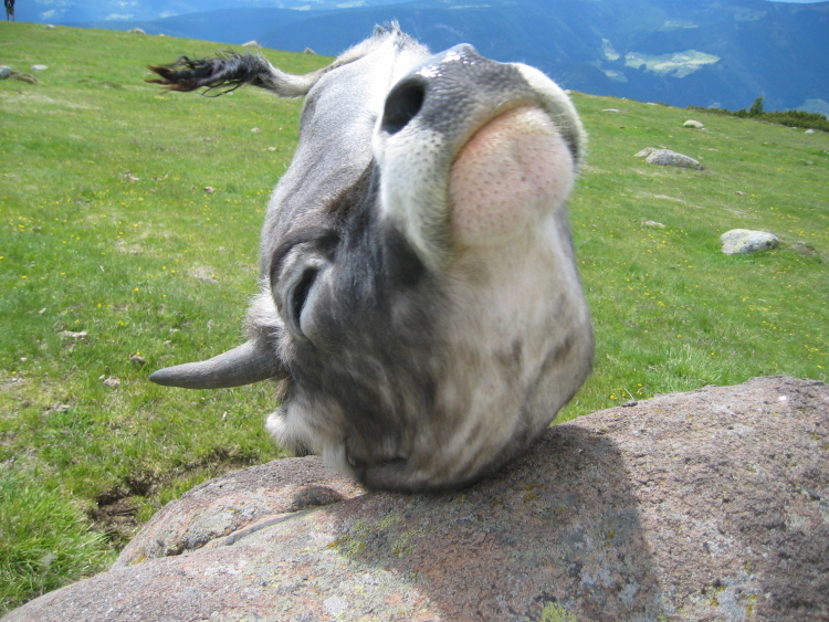 Primo piano del muso di una mucca che si gratta su un sasso. Benché non le abbia dato niente, non mi voleva più mollare.