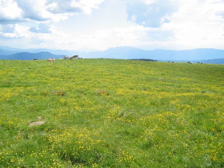 Pascolo pieno di fiori gialli e mucche all'orizzonte.
