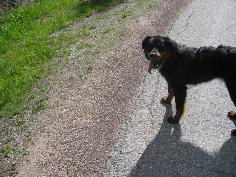 Un fido cane ci ha seguiti per una buona ora. Porta un bel pelo lungo, nero e marrone, il collo e il petto con una grande macchia bianca. Non sono molto esperto, ma penso potesse avere due anni.