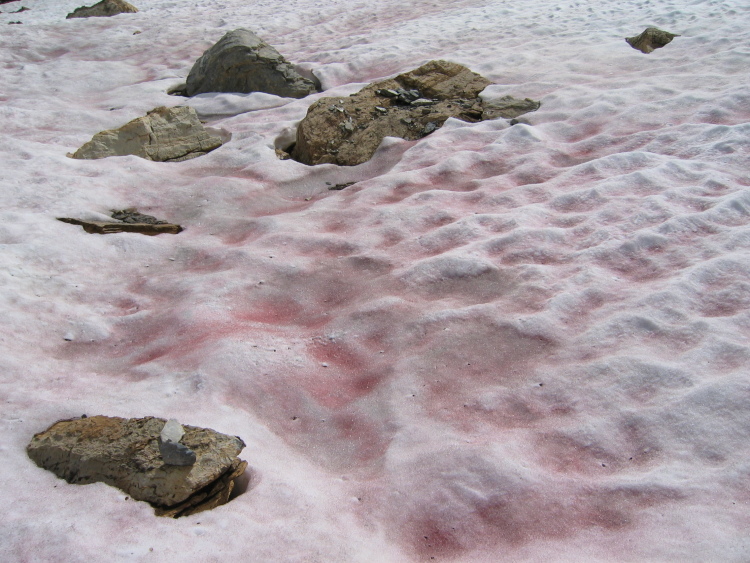 Abbiamo incontrato una grande macchia di neve rossa come il vino. Il colore era solo in superficie. L'unica traccia erano degli aghi dello stesso colore, trovati lì in giro.